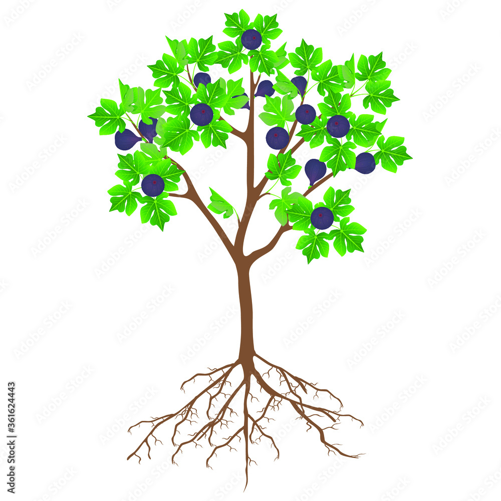 Fototapeta premium Fig tree with fruit and roots on a white background.