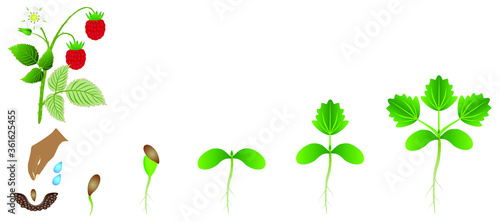 Sequence of a raspberry plant growing isolated on white.