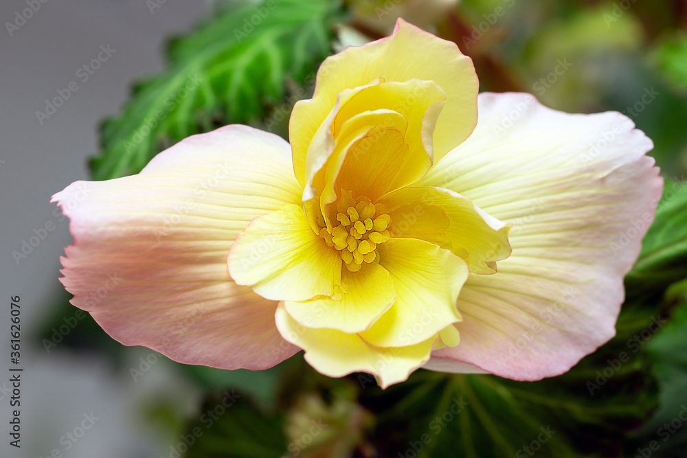 Gorgeous bright begonia flowers in the home interior Gorgeous bright begonia flowers in the home interior