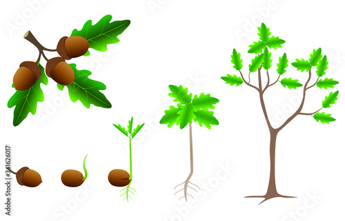 Sequence of a oak tree growing isolated on white.