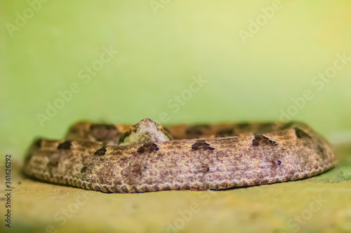 Daboia siamensis (Eastern Russell's viper, Siamese Russell's viper) is a venomous viper species that is endemic to parts of Southeast Asia, southern China and Taiwan.