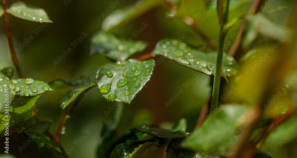 Closeup of waterdrops rolling on green leaves in the garden after rain Closeup of waterdrops rolling on green leaves in the garden after rain
