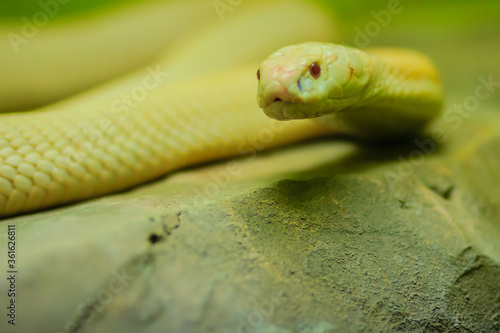 Amazing albino cobra snake in the wild. The monocled cobra (Naja kaouthia), also called monocellate cobra, is a cobra species widespread across South and Southeast Asia. photo