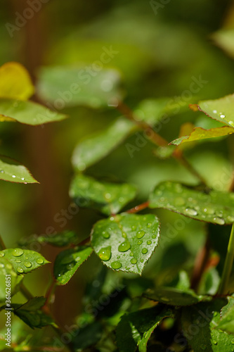 Closeup of waterdrops rolling on green leaves in the garden after rain