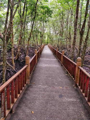 Elevated Wooden Walkway through dense, spooky Mangrove Forest in Langkawi Malaysia.