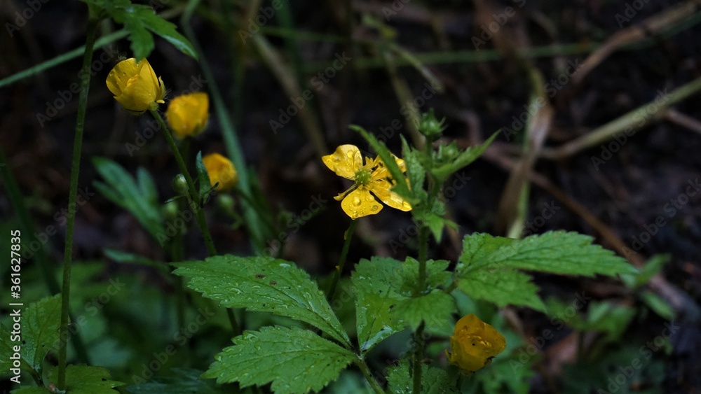 Yellow Flowers blossoming with Rain Droplets on the petals Yellow Flowers blossoming with Rain Droplets on the petals