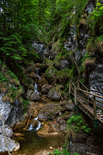 A mystical forest through which a narrow path passes