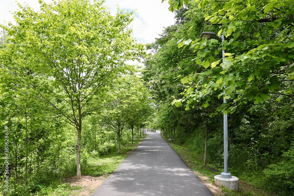Green Trees over pathway
