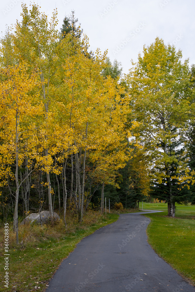 Fototapeta premium pathway with autumn foliage, aspen, grass