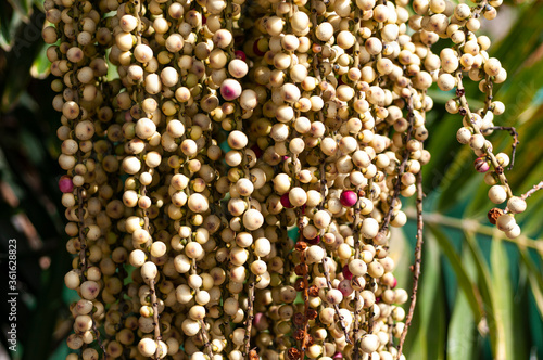 Frutos
