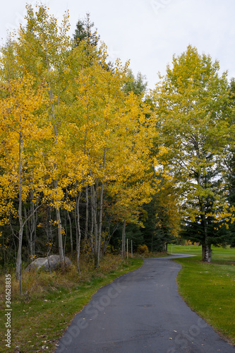 pathway with autumn foliage, aspen, grass