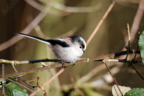 Long tailed tit perched in a tree enjoying some Spring sunshine