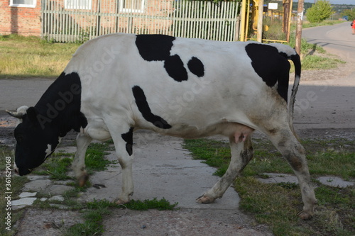 black and white cow