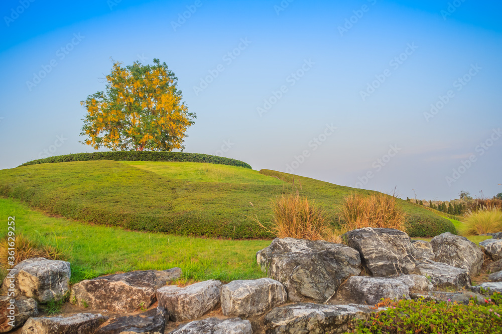 Beautiful landscape view of a Single Golden shower tree (Cassia fistula) on the small hill with green grass and ornamental stones. Golden shower, purging cassia, Indian laburnum, or pudding-pipe tree.