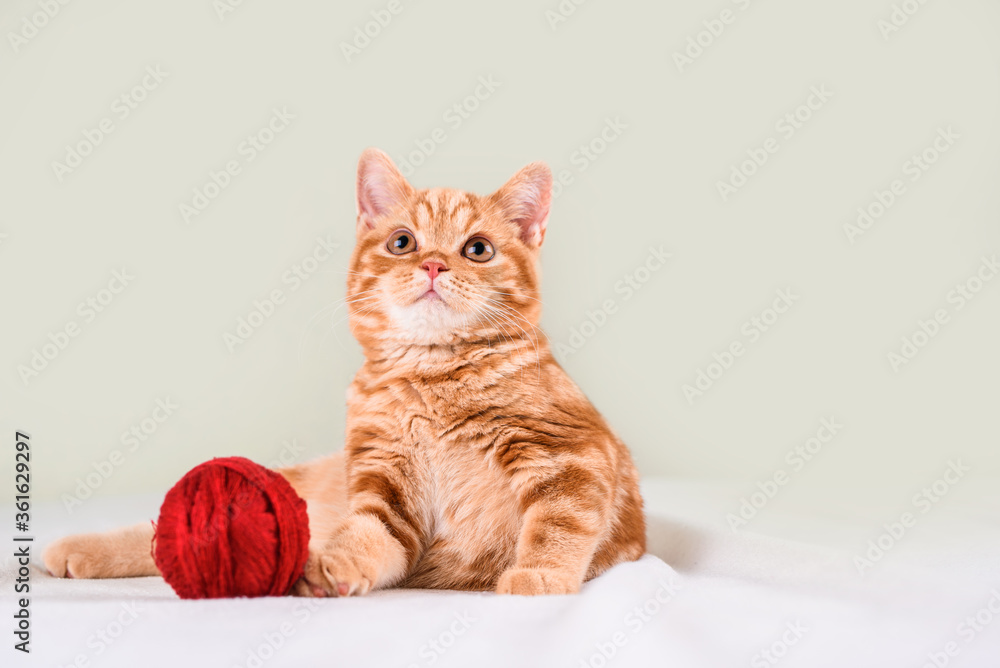 A small red-haired kitten on a light bed lies with threads.