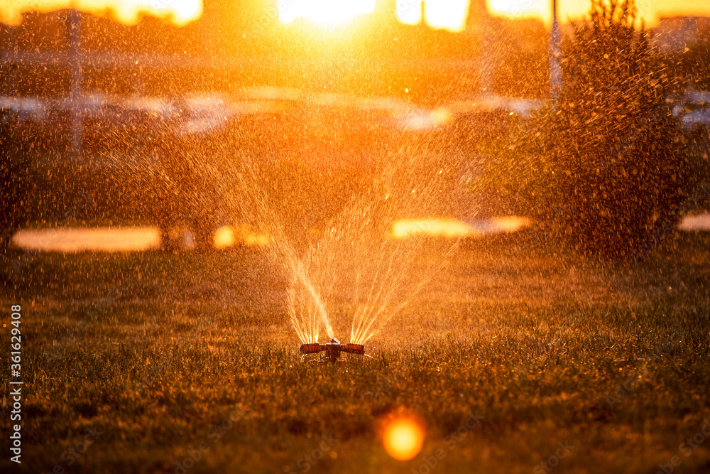 automatic watering of lawns and flowers spray water in the light of the setting sun