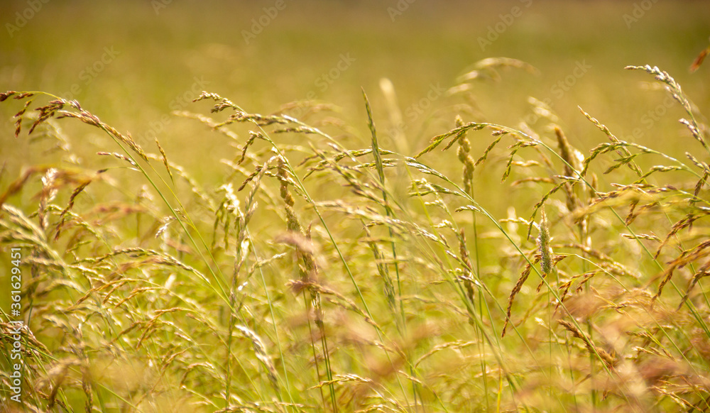 Yellow grass on the field with blurry background