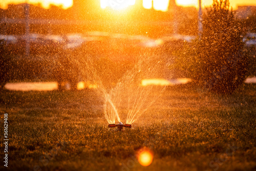 Obraz na płótnie automatic watering of lawns and flowers spray water in the light of the setting sun w salonie