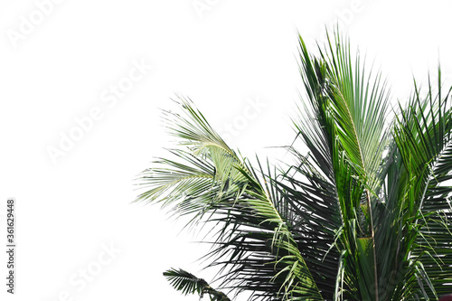 Coconut Palm Tree Isolated On White Background.