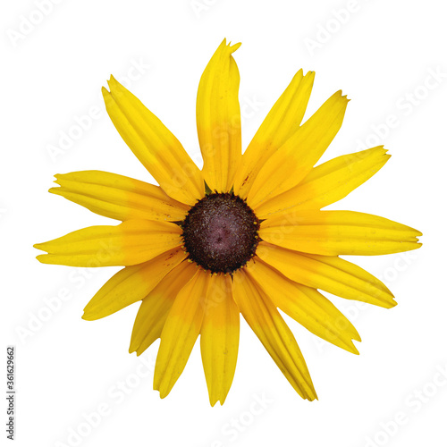 Black Eyed Susan flower isolated on white background.