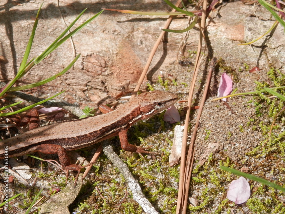 ニホンカナヘビ ニホンカナヘビ