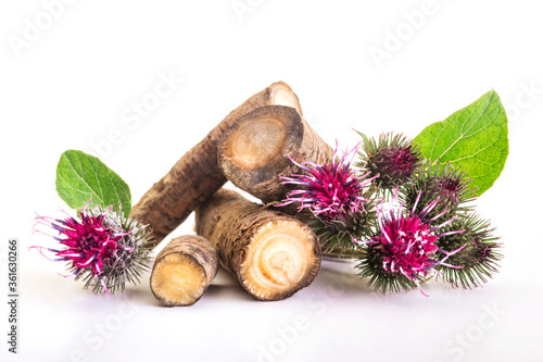 Foto Prickly heads of burdock flowers on a white background