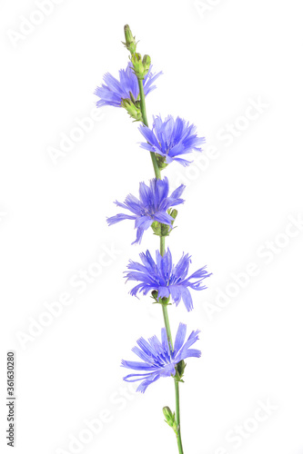 Chicory flowers isolated on white. Medicinal herbs. Coffee alternative. Common chicory or Cichorium intybus flowers. Isolated on white