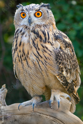 Eagle owl in Kazakhstan photo