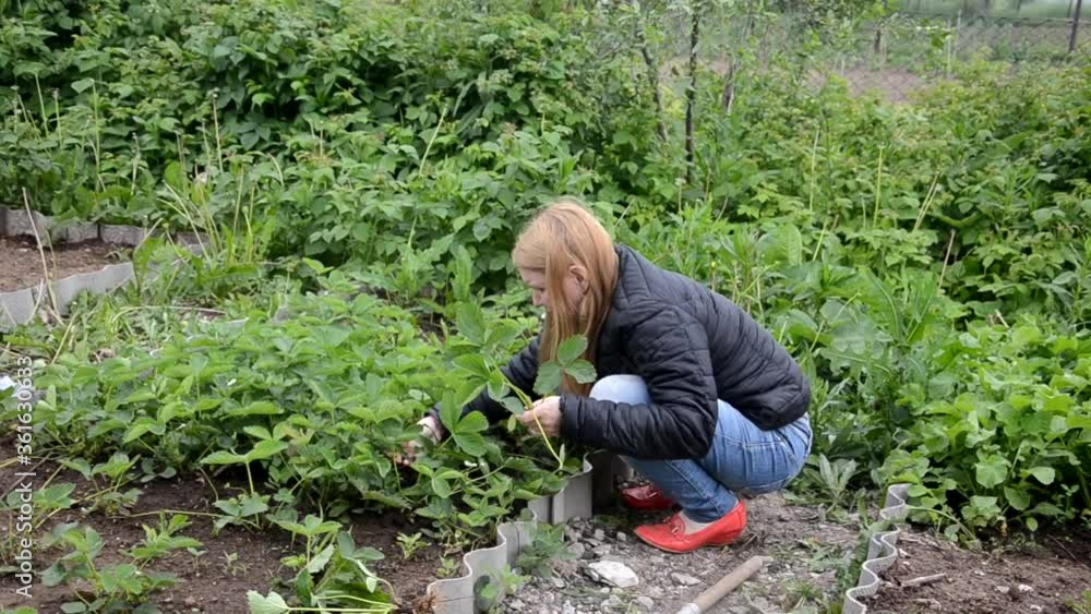 Smiling agriculture woman worker. girl digs seedlings, collects crops, greens vegetables in the garden Smiling agriculture woman worker. girl digs seedlings, collects crops, greens vegetables in the garden