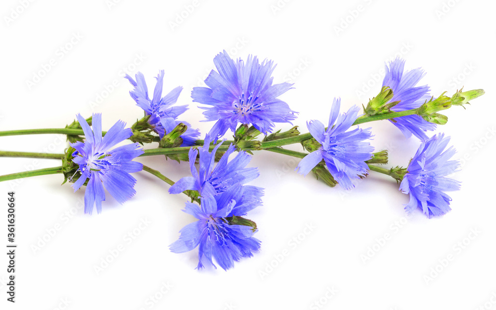 Few twigs of chicory isolated on white. Medicinal herbs. Coffee alternative. Isolated on white. Common chicory or Cichorium intybus flowers - obrazy, fototapety, plakaty 