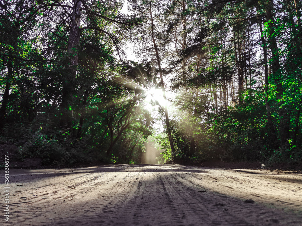 Obraz premium dark forest at sunset