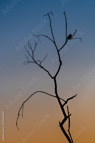 Silhouette sunset blackbird singing in tree blue sky and orange setting sun