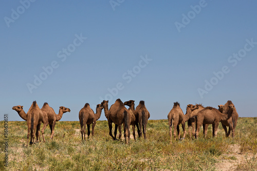 Camels in Turkestan, Kazakhstan