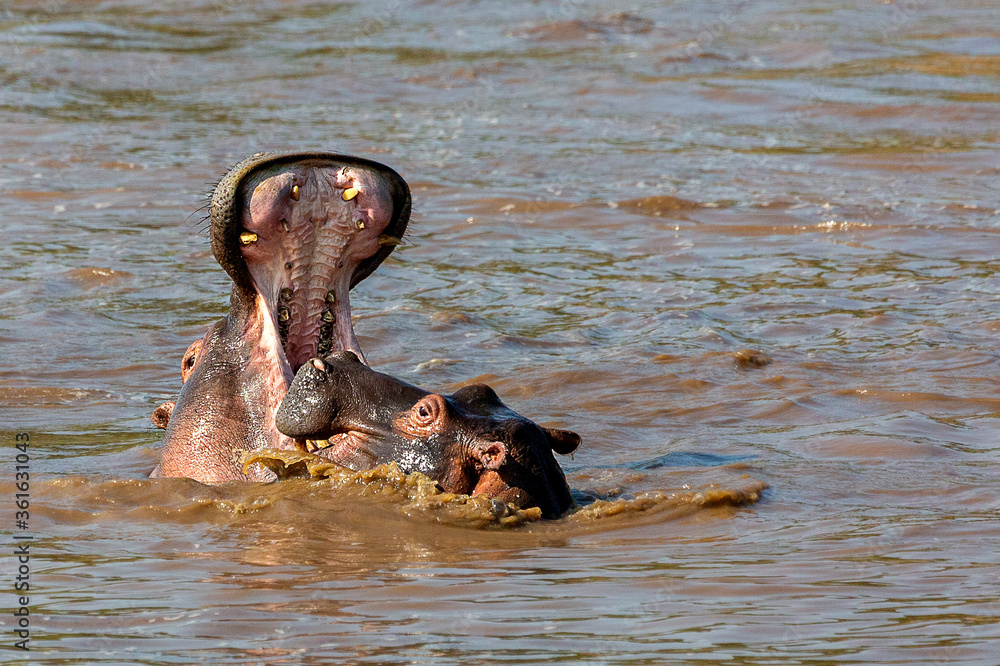 Fototapeta premium Two hippos playing with each other in the river in Maasai Mara, Kenya, Africa