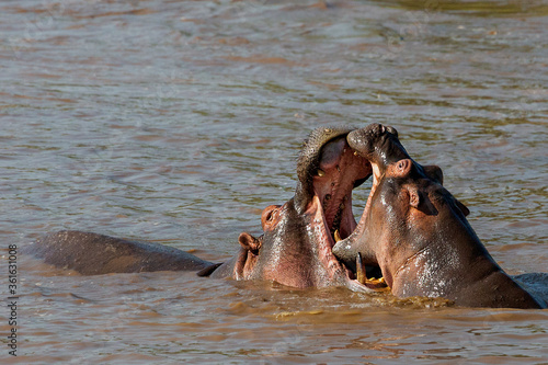 Two hippos playing with each other in the river in Maasai Mara, Kenya, Africa