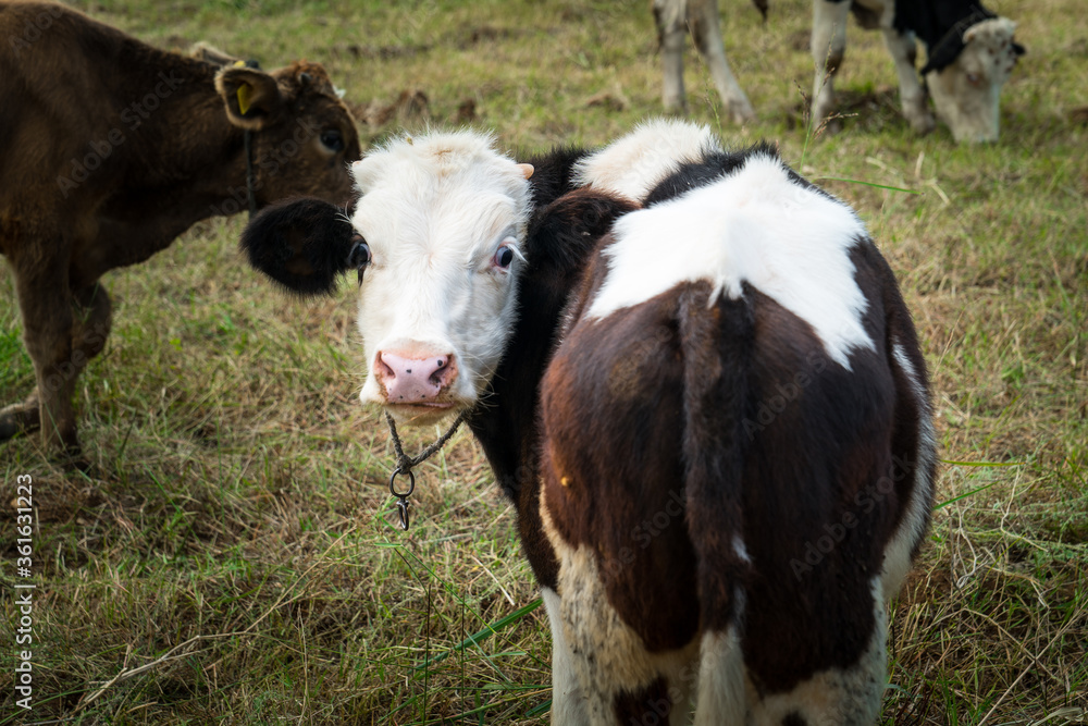 Cattle, cow animal farm. dairy cow agriculture industry. close-up Photo Cattle, cow animal farm. dairy cow agriculture industry. close-up Photo