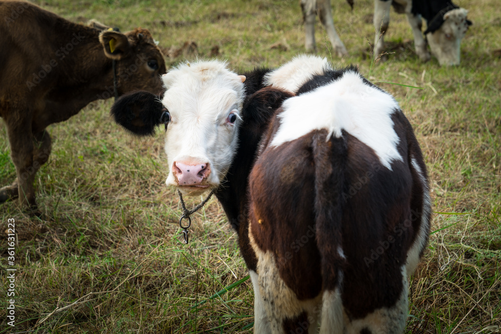 Cattle, cow animal farm. dairy cow agriculture  industry. close-up Photo