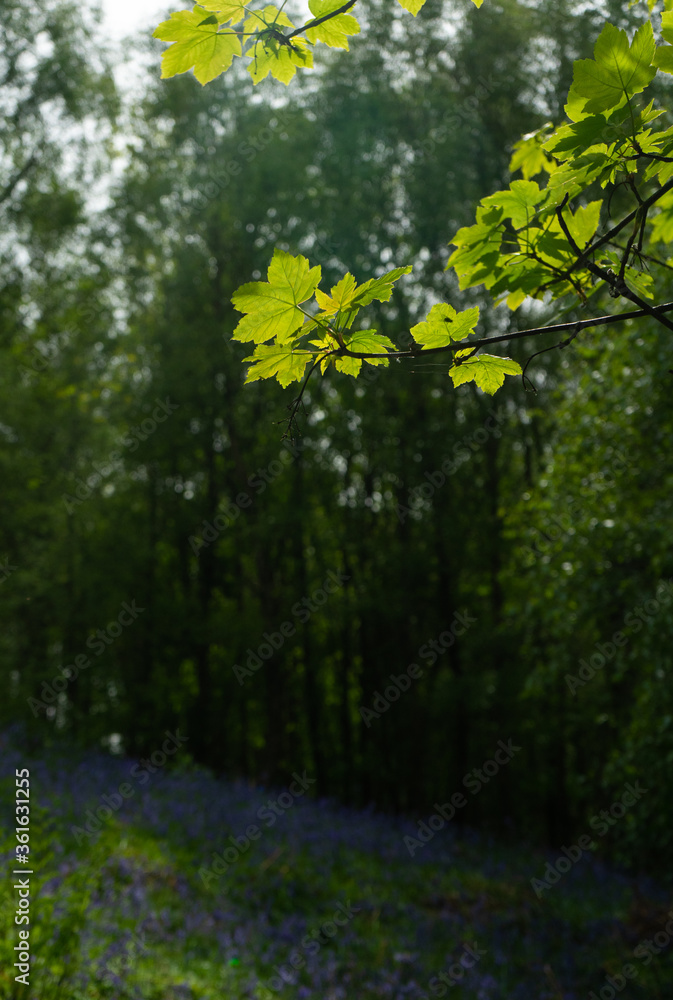 Fresh new green spring leaves against the background of a bluebell wood in Northumberland, UK Fresh new green spring leaves against the background of a bluebell wood in Northumberland, UK