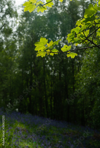 Fresh new green spring leaves against the background of a bluebell wood in Northumberland, UK