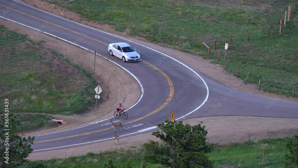 Aerial view of deer crossing mountain road Aerial view of deer crossing mountain road