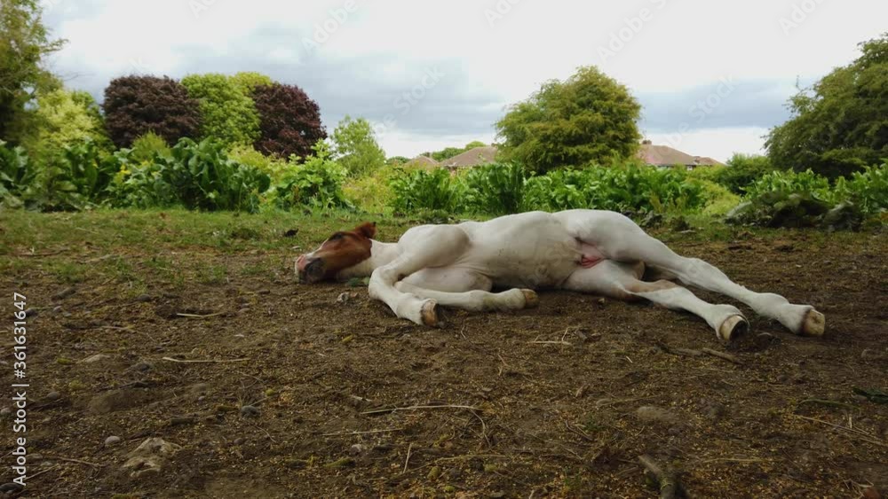 Adorable colt relaxing. Baby horse relaxing Adorable colt relaxing. Baby horse relaxing