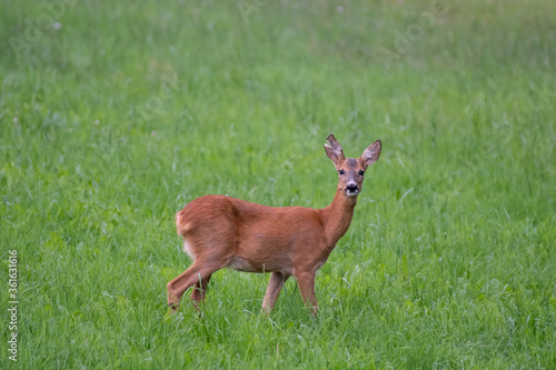 Roe deer standing in a meadow