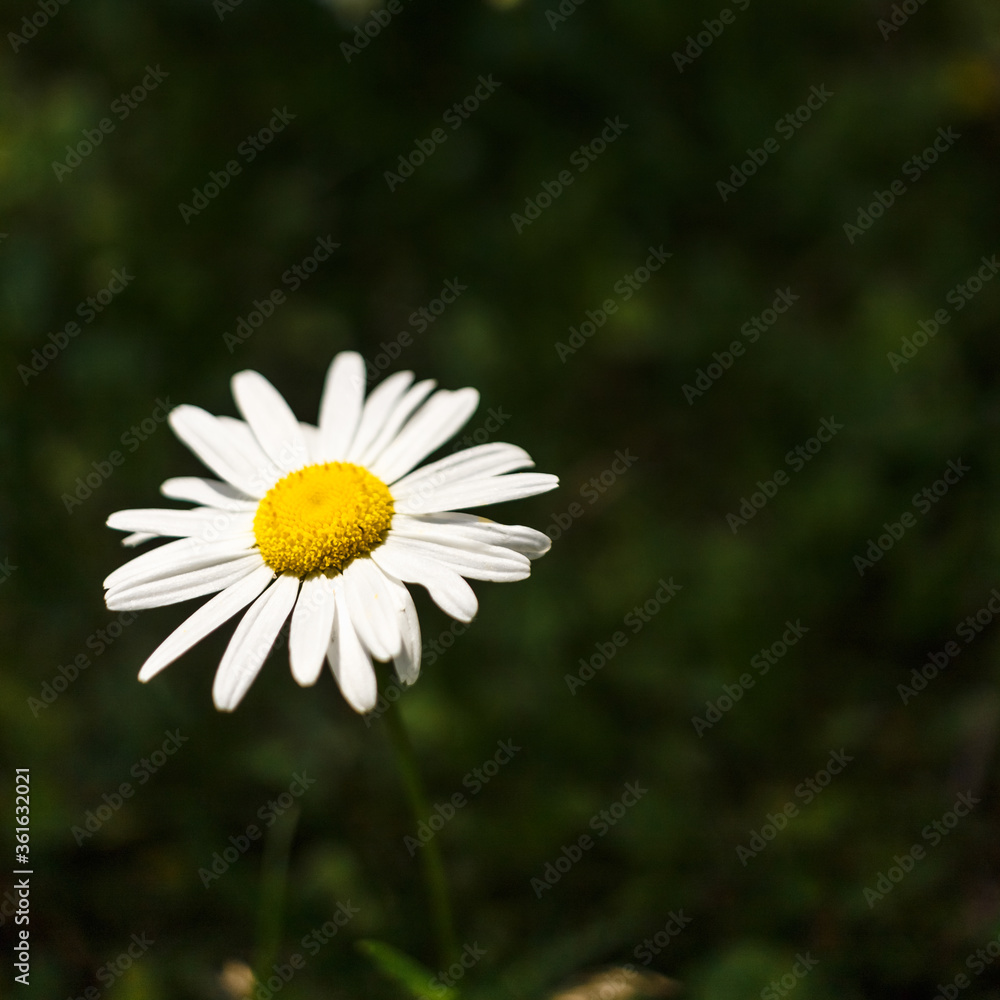 Close-up of daisies on a blurry background. Beautiful flower with a yellow middle and white petals. Place for text. Close-up of daisies on a blurry background. Beautiful flower with a yellow middle and white petals. Place for text.