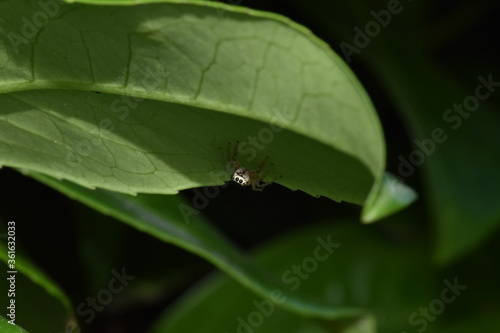 фотографія Jumping spider lurking in the shadows, waiting for prey under a leaf
