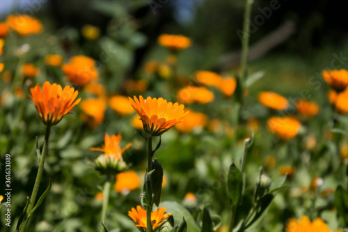 beautiful field of calendula flowers in the grass