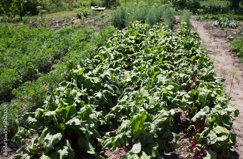 rows of young beet plants