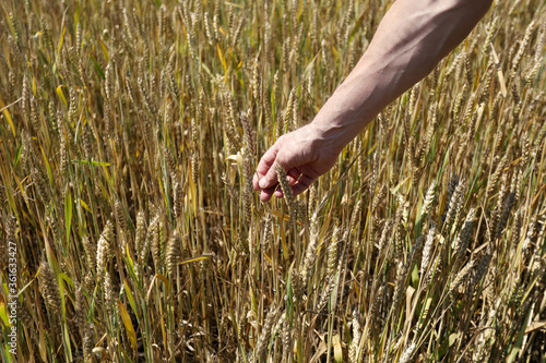 Male farmer hand touch and check wheat spikelets at field, collect harvest, flour, bread ingredient