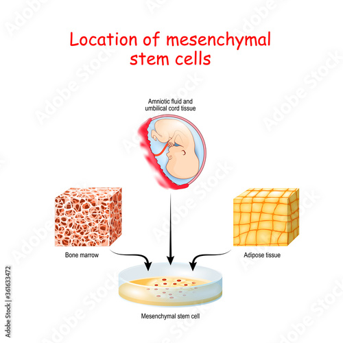 Location of mesenchymal stem cells.