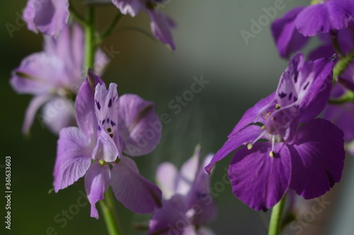 Purple and light violet flower of delphinium consolida close-up
