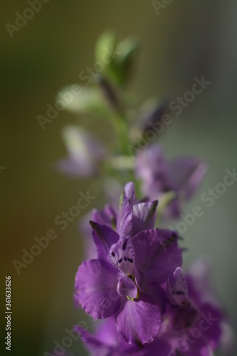 Delicate purple flowers of consolida regalis in the evening sun
